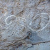 University of Plymouth image close up corals in Plymouth limestone on the Brewhouse building 2